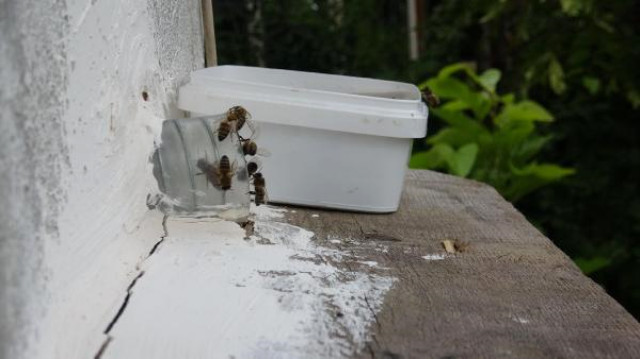 Meraklı Adam, Evin Odasındaki Cam Kovanda Arıların Bal Yapmasını İzliyor