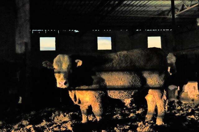 Adana İçin Son Çağrı