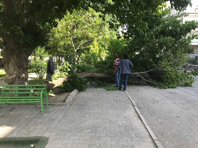 Ağırlığa Dayanamayan Ağacın Dalları, Lüks Aracın Üzerine Devrildi
