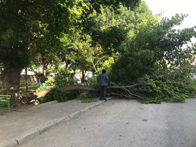 Ağırlığa Dayanamayan Ağacın Dalları, Lüks Aracın Üzerine Devrildi
