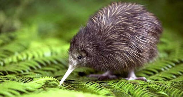 Yeni Zelanda, Kiwi Kuşlarını Yaşatmak İçin Milyonlarca Kemirgeni Öldürmeyi Planlıyor