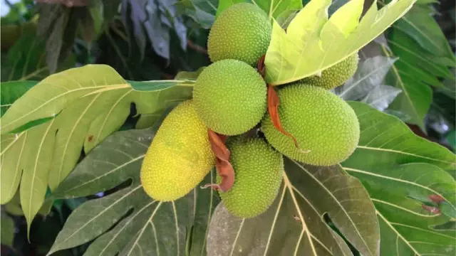 Ekmek Ağacı Meyvesi: Adalardaki 'Süper Besin'