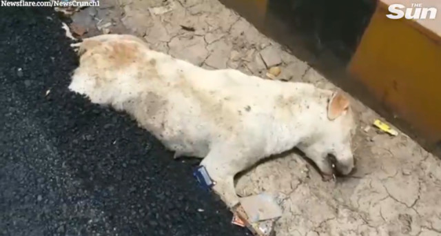 Hindistan'da İşçiler Yolda Uyuyan Köpeğin Üstüne Asfalt Döktü, Hayvanseverler Ayağa Kalktı