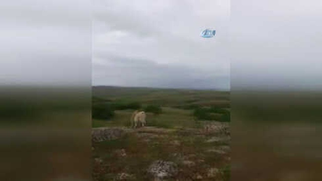 Kangal Köpeği Ayıya Meydan Okudu