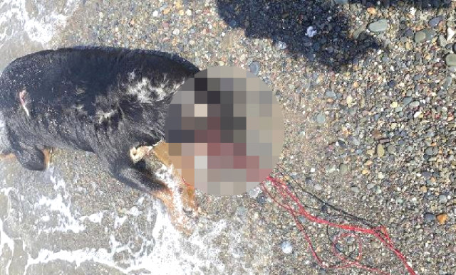 Bir Vahşet Haberi de Zonguldak'tan! Sahilde, Boğazı İple Sıkılmış Köpek Ölüsü Bulundu