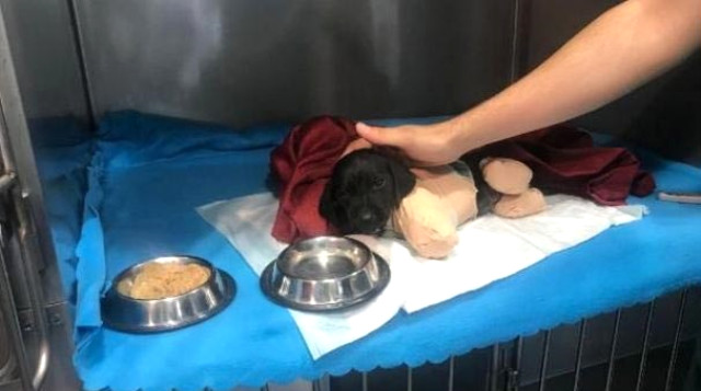 Sakarya'da Yavru Köpeği Ezerek Ölümüne Yol Açan Zanlı Tutuklandı
