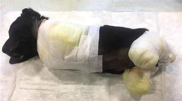 Bakan Soylu'dan Türkiye'yi Ayağa Kaldıran Yavru Köpek İçin Açıklama: Elimizde Acı Görüntüler Var