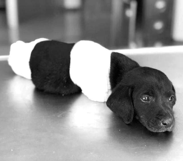 Bakan Soylu'dan Türkiye'yi Ayağa Kaldıran Yavru Köpek İçin Açıklama: Elimizde Acı Görüntüler Var