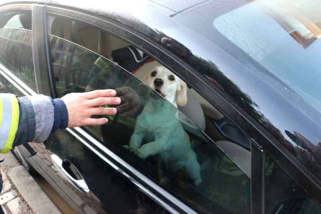 Yangına Uykuda Yakalanan Aileyi Ölümden Köpekleri Kurtardı