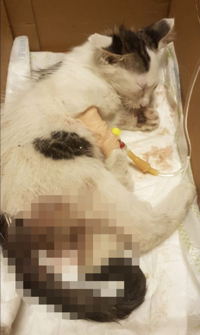 İstanbul'da Yavru Kediye Tecavüz Eden Sapık Yakalandı