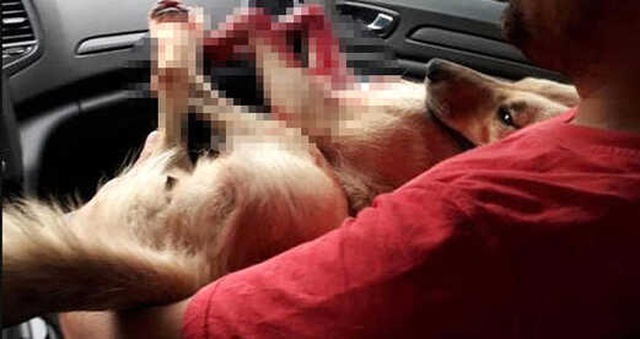 Kocaeli'de, Cani <a class='keyword-sd' href='/muezzin/' title='Müezzin'>Müezzin</a> Tavuklarına Saldıran Köpeği Tüfekle Öldürdü