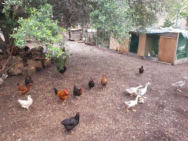 Kocaeli'de, Cani Müezzin Tavuklarına Saldıran Köpeği Tüfekle Öldürdü