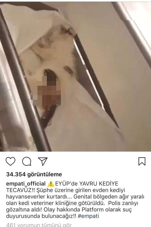 İstanbul'da Yavru Kediye Tecavüz Eden Sapık Yakalandı