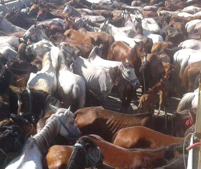 Merak Edilen Soru Yanıt Buldu! Adalar'da Faytona Koşulan Atların Ömrü 2 Yılmış