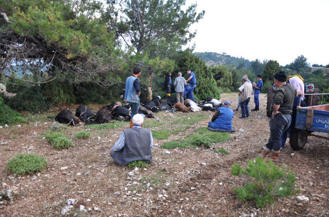 Sürü Sahibi, Yıldırım Düşmesi Sonucu Telef Olan Keçilerine Sarılarak Ağladı Sürü Sahibi, Yıldırım Düşmesi Sonucu Telef Olan Keçilerine Sarılarak Ağladı