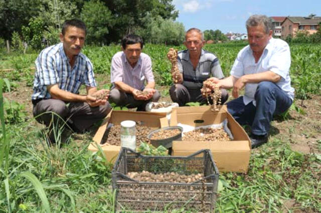 Doğada Toplanması Yasak Olan Orkide, Kilosu 50 TL'den Satıldı