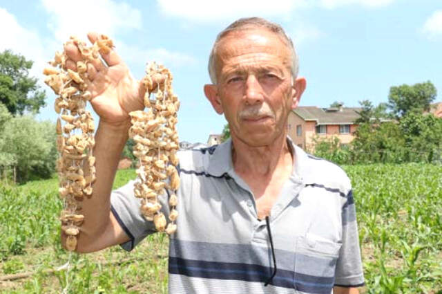 Doğada Toplanması Yasak Olan Orkide, Kilosu 50 TL'den Satıldı