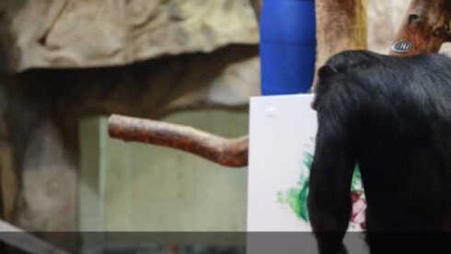 Şempanze Ressam Oldu, Eserleri Açık Arttırmaya Çıkacak