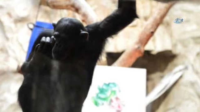 Şempanze Ressam Oldu, Eserleri Açık Arttırmaya Çıkacak