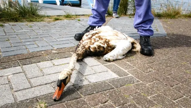 Hollanda'da Çevre Felaketi: Yüzlerce Kuş Yakalanarak Temizleniyor