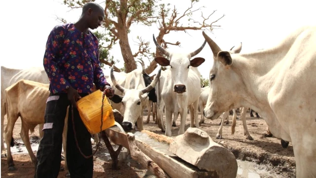 Nijerya'da Çiftçilerle Hayvancılar Çatıştı: 86 Ölü