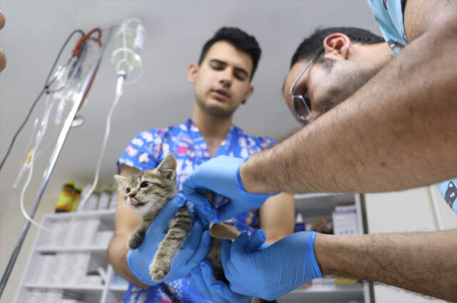 Yalova'da Arka Ayakları Kesilmiş İki Yavru Kedi Bulundu
