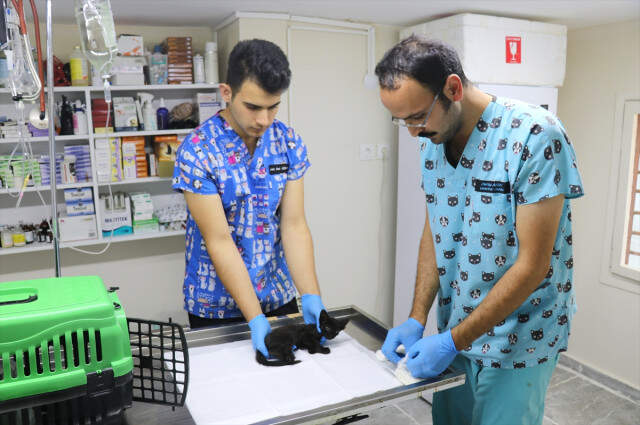 Yalova'da Arka Ayakları Kesilmiş İki Yavru Kedi Bulundu