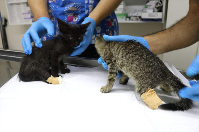 Yalova'da Arka Ayakları Kesilmiş İki Yavru Kedi Bulundu