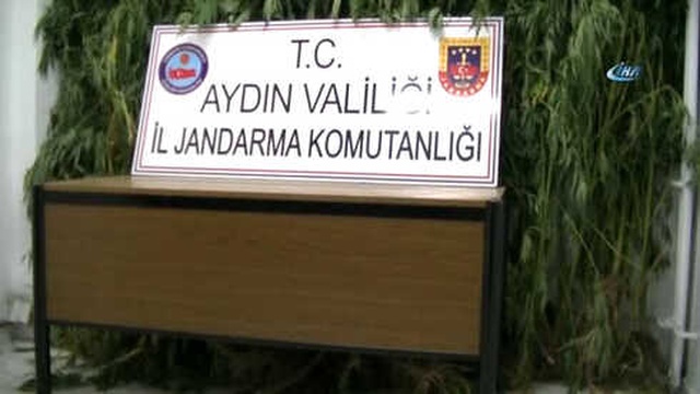 Aydın'da Düzenlenen Operasyonda 4 Metrelik Kenevir Ele Geçirildi