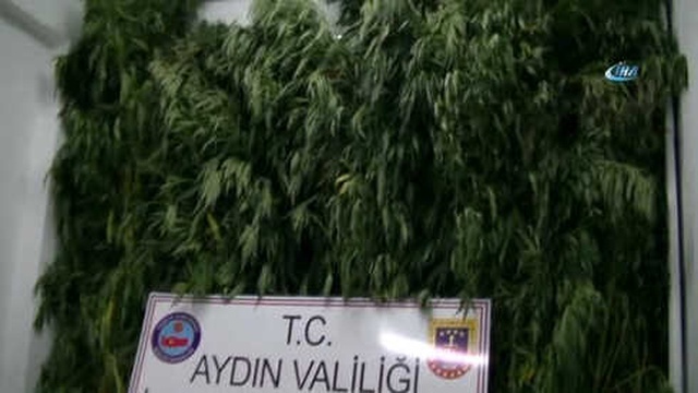Aydın'da Düzenlenen Operasyonda 4 Metrelik Kenevir Ele Geçirildi