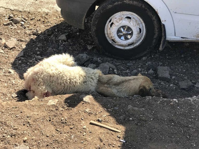 Akılalmaz İşkence! Köpeğe Sıcak Havada Kuzu Postu Giydirdiler