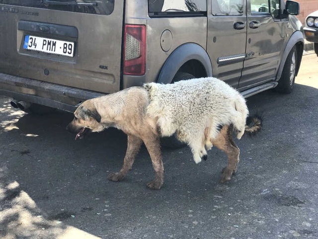 Akılalmaz İşkence! Köpeğe Sıcak Havada Kuzu Postu Giydirdiler