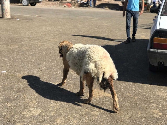 Akılalmaz İşkence! Köpeğe Sıcak Havada Kuzu Postu Giydirdiler