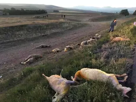 Niğde'de Sürüye Çarpan Araç Hurdaya Döndü: 3 Kişi Yaralı, 20 Koyun Telef Oldu