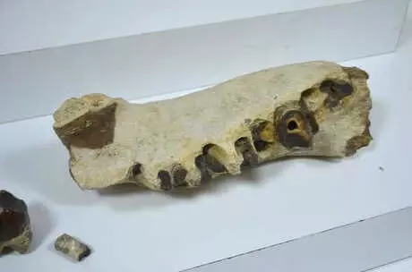 İstanbul'da Eve Yapılan Operasyonda Dinozora Ait Çene Kemiği Fosili Ele Geçirildi!