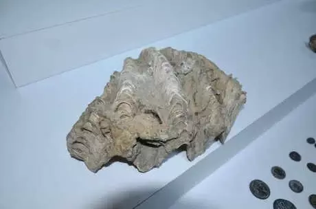 İstanbul'da Eve Yapılan Operasyonda Dinozora Ait Çene Kemiği Fosili Ele Geçirildi!