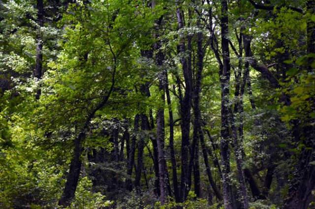 Muğla'nın Şifa Kaynağı Sığla Yağının Kilosu 400 Liradan Satılıyor