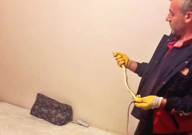Çorumlu Vatandaşın Yatak Odasından 1 Metrelik Yılan Çıktı