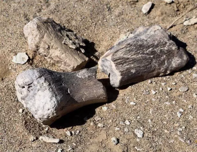 Moğolistan'da 3 Yeni <a class='keyword-sd' href='/dinozor/' title='Dinozor'>Dinozor</a> Türü Bulundu