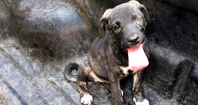 Diyarbakır'da Köpeği Mezarlık Çalışanı Yakmış Diyarbakır'da Köpeği Yakan Mezarlık Görevlisi: Amacım Çocukları Korumaktı