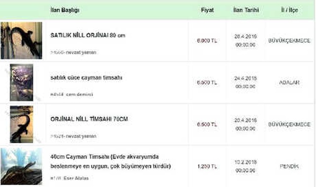 Pitull ve Pitonlardan Sonra Şimdi de İnternette Yasa Dışı Timsah Satışı Başladı