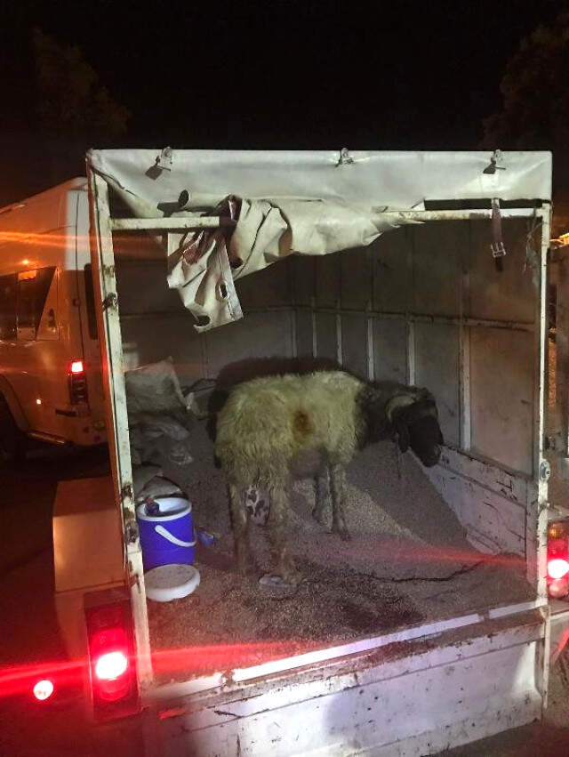 Uyuşturucu Tacirlerinin Koyunlu Kamuflajı Ekipleri Şaşkına Uğrattı