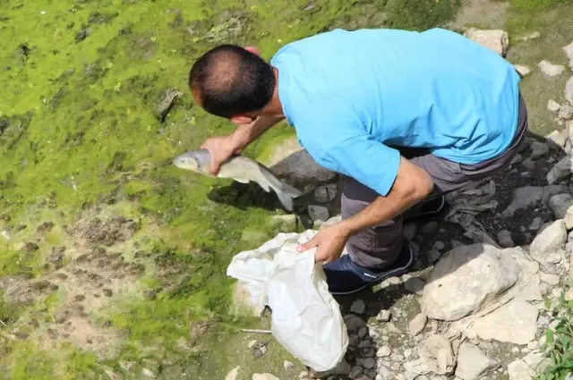 Yeşilırmak Kurudu, Vatandaşlar Üzüleceğine Balık Derdine Düştü