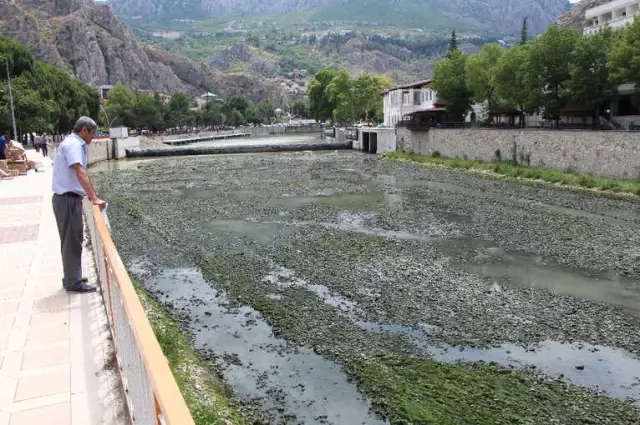 Yeşilırmak Kurudu, Vatandaşlar Üzüleceğine Balık Derdine Düştü