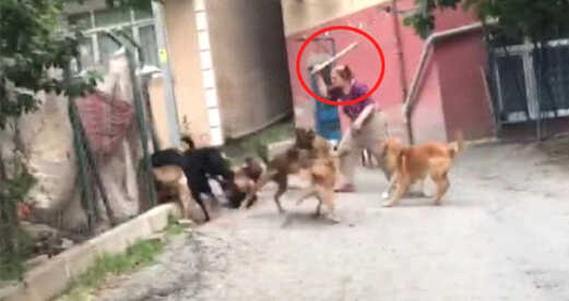 Köpeklere İşkence Yapan Cani Kadın, Ölü Hayvanları Bahçesine Gömüyor! Dehşet Anları Kamerada