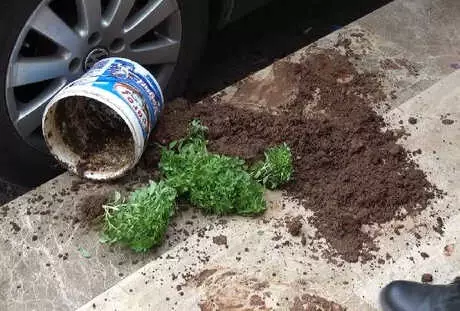 Polis, Saksıdaki Bitkiyi Uyuşturucu Sandığı İçin Kovaladı, Sürücü Ehliyeti Yok Diye Kaçtı