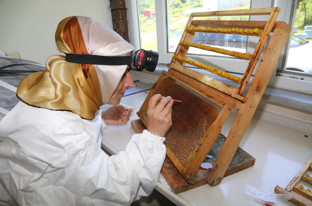 Arı Sütünün Bir Tatlı Kaşığı 100 Liradan Satılıyor