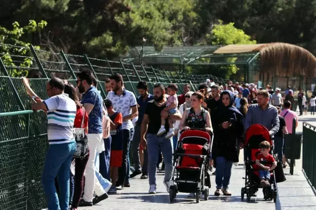 Cumhurbaşkanı Erdoğan'ın Aslanlarını Duyan Vatandaşlar Hayvanat Bahçesine Akın Ediyor