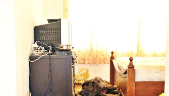 Aç Kalan Köpek, Ölen Sahibinin Suratını ve Göğsünü Yedi