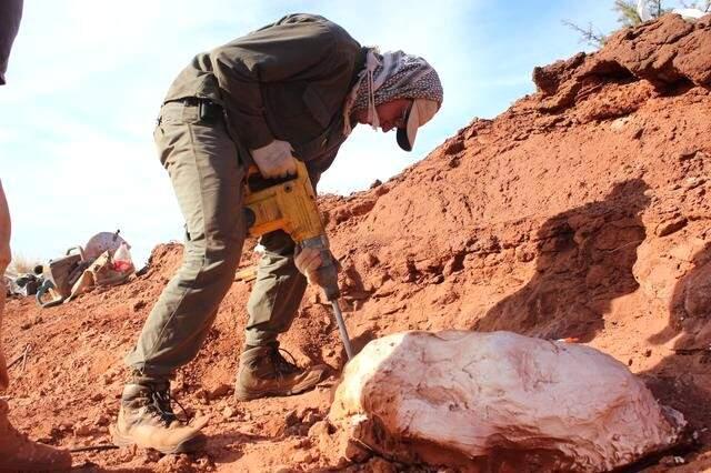 Bilim İnsanları Bugüne Kadar Rastlamamıştı! Arjantin'de 201 Milyon Yıllık Dinozor Fosili Bulundu